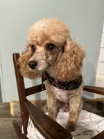 Tinkerbell, a female Poodle - Toy  for sale in Summerfield, NC – 6 of 6