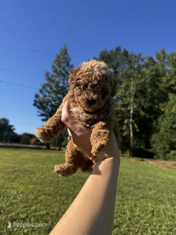 Winnie – Poodle - Toy  puppy for sale in Summerfield, NC