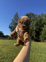 Winnie, a female Poodle - Toy  for sale in Summerfield, NC – 1 of 7