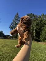 Winnie, a female Poodle - Toy  for sale in Summerfield, NC – 5 of 7