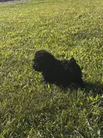 Rosey, a female Poodle - Toy  for sale in Summerfield, NC – 2 of 7
