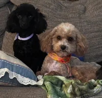 Tinkerbell, a female Poodle - Toy  for sale in Summerfield, NC – 4 of 6