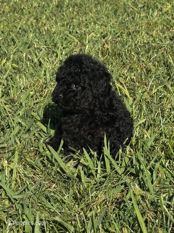 Rosey – Poodle - Toy  puppy for sale in Summerfield, NC