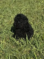 Rosey, a female Poodle - Toy  for sale in Summerfield, NC – 1 of 7