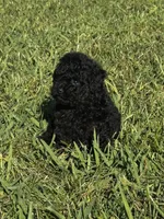 Rosey, a female Poodle - Toy  for sale in Summerfield, NC – 3 of 7