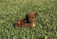 Winnie, a female Poodle - Toy  for sale in Summerfield, NC – 4 of 7