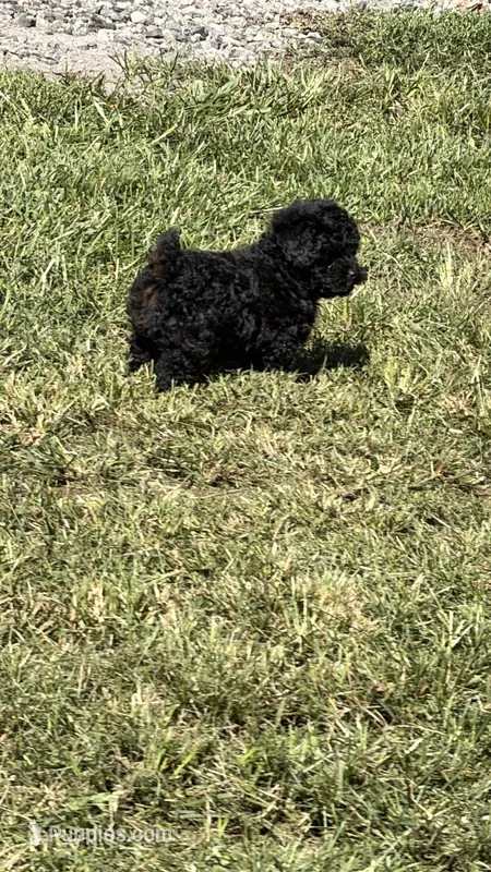 Rosey – Poodle - Toy  puppy for sale in Summerfield, NC
