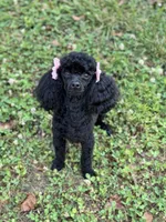 Tinkerbell, a female Poodle - Toy  for sale in Summerfield, NC – 5 of 6