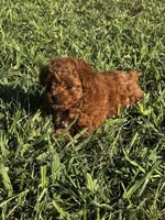 Tinkerbell, a female Poodle - Toy  for sale in Summerfield, NC – 3 of 6
