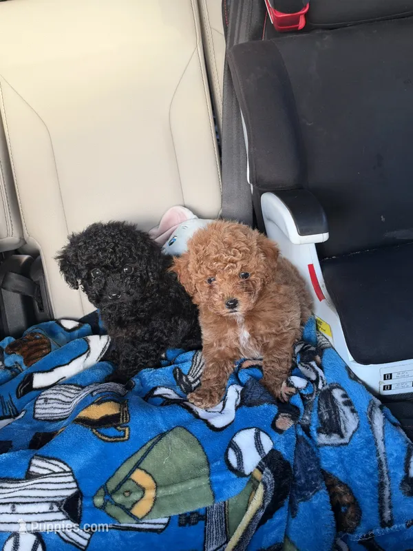 Winnie – Poodle - Toy  puppy for sale in Summerfield, NC