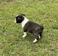 #01, a male Frenchton for sale in Hartford, AL – 5 of 7