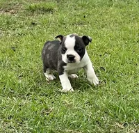#02, a male Frenchton for sale in Hartford, AL – 7 of 8