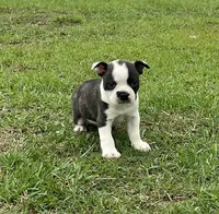 #02, a male Frenchton for sale in Hartford, AL – 4 of 8