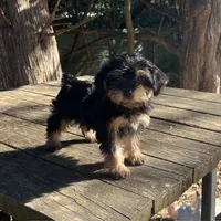 #1174, a male Yorkipoo for sale in Hartford, AL – 2 of 3