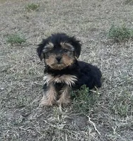 1169, a male Yorkipoo for sale in Hartford, AL – 2 of 2