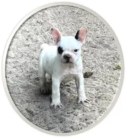 #66, a male Frenchton for sale in Hartford, AL – 2 of 2