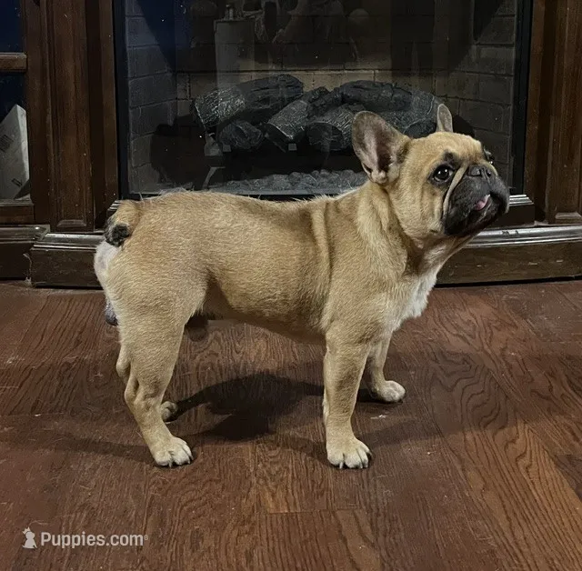 roscoe – French Bulldog puppy for sale in Hartford, AL