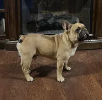 roscoe, a male French Bulldog for sale in Hartford, AL – 1 of 3