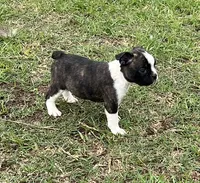 #01, a male Frenchton for sale in Hartford, AL – 3 of 7