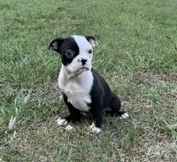 #8040, a female Boston Terrier for sale in Hartford, AL – 5 of 5