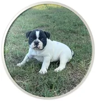 #02, a male Frenchton for sale in Hartford, AL – 2 of 3