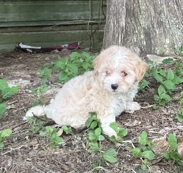 # 1163 – Maltipoo puppy for sale in Hartford, AL