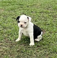 #03, a female Frenchton for sale in Hartford, AL – 2 of 9