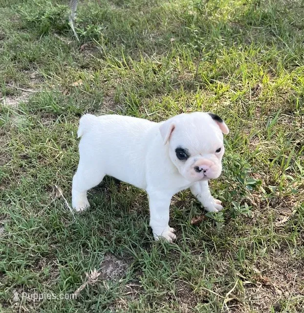 #01 – Frenchton puppy for sale in Hartford, AL