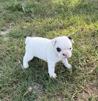 #01, a male Frenchton for sale in Hartford, AL – 1 of 4