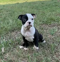 #8040, a female Boston Terrier for sale in Hartford, AL – 3 of 5