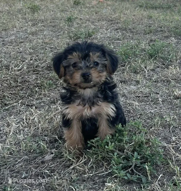 #1170 – Yorkipoo puppy for sale in Hartford, AL