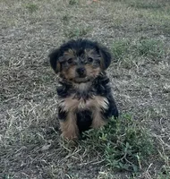 #1170, a male Yorkipoo for sale in Hartford, AL – 1 of 2