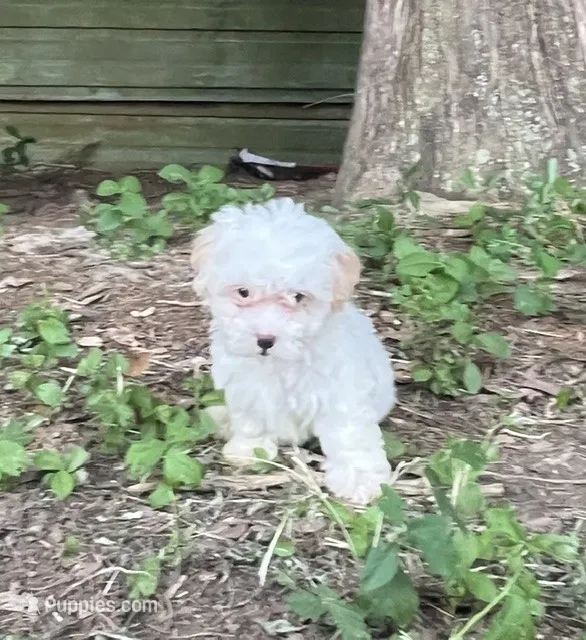 #1164 – Maltipoo puppy for sale in Hartford, AL