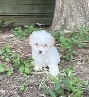 #1164, a female Maltipoo for sale in Hartford, AL – 1 of 2
