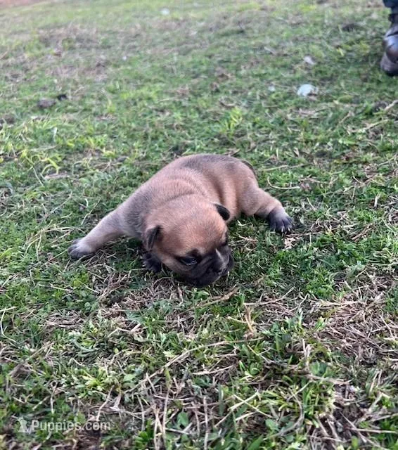 #01 – Frenchton puppy for sale in Hartford, AL