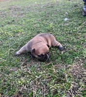 #01, a male Frenchton for sale in Hartford, AL – Photo 1 of 7
