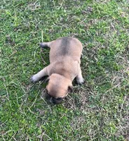 #01, a male Frenchton for sale in Hartford, AL – Photo 7 of 7