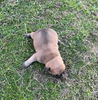 #01, a male Frenchton for sale in Hartford, AL – Photo 6 of 7