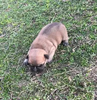 #01, a male Frenchton for sale in Hartford, AL – Photo 5 of 7