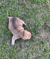 #01, a male Frenchton for sale in Hartford, AL – Photo 4 of 7