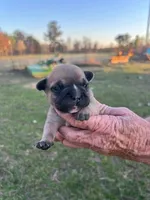 #01, a male Frenchton for sale in Hartford, AL – Photo 3 of 7