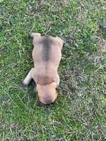 #01, a male Frenchton for sale in Hartford, AL – Photo 2 of 7