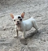 #67, a male Frenchton for sale in Hartford, AL – 3 of 4