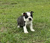 #02, a male Frenchton for sale in Hartford, AL – 2 of 8