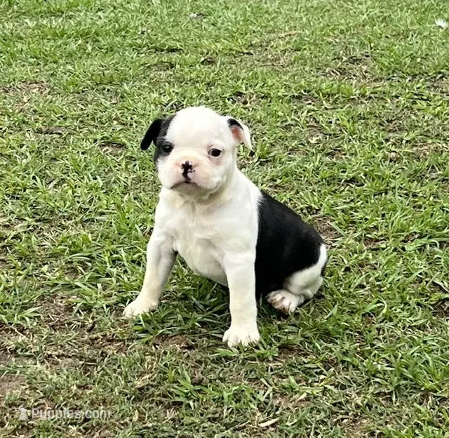 #03 – Frenchton puppy for sale in Hartford, AL