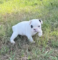 #01, a male Frenchton for sale in Hartford, AL – 3 of 4