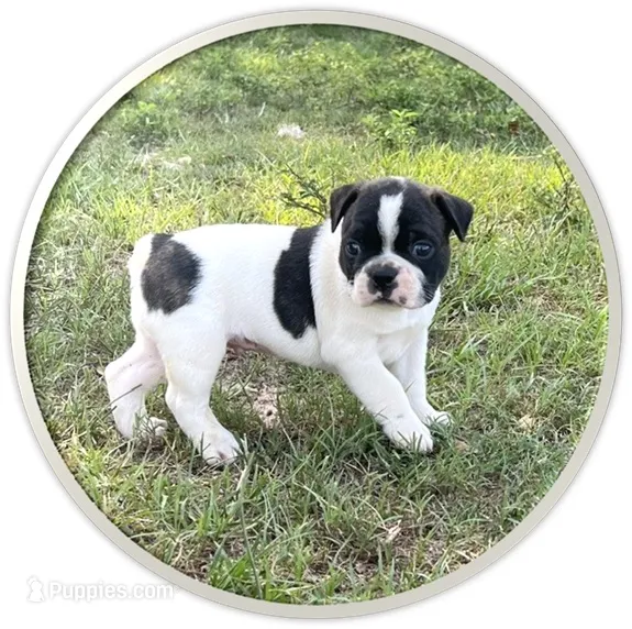 #02 – Frenchton puppy for sale in Hartford, AL