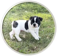 #02, a male Frenchton for sale in Hartford, AL – 1 of 3