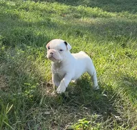 #01, a male Frenchton for sale in Hartford, AL – 4 of 4