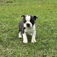 #02, a male Frenchton for sale in Hartford, AL – 8 of 8